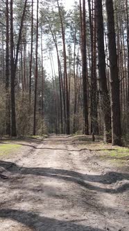 Vertical Video of a Road in the Forest Slow Motion