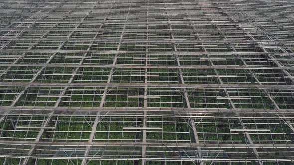 Camera Fly Over the Greenhouses. Aerial Shot. Geometry in Industrial Production. Perfectionism in