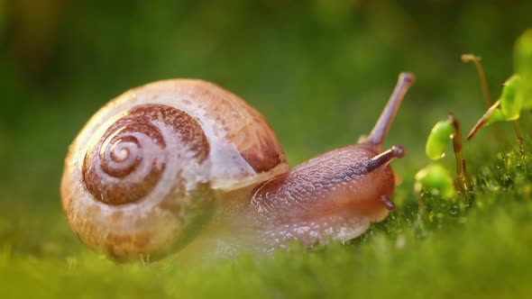 Close-up of a Snail Slowly Creeping in the Sunset Sunlight.