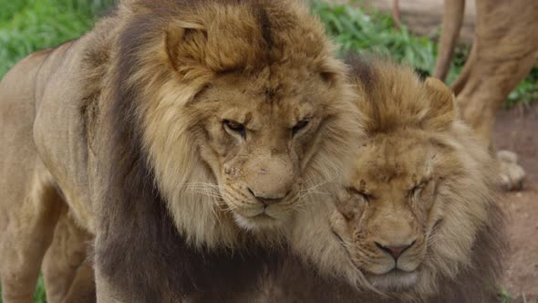 lion brothers one on patrol one sleeping