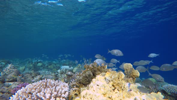 Underwater Tropical Sea Fish