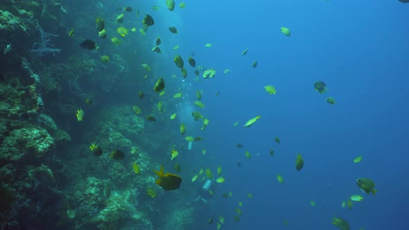 Coral Reef Tropical Fish