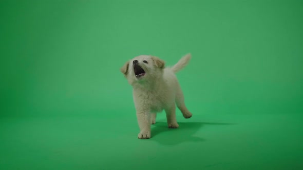 Full View Of A Cheerful White Dog Enjoy Playing In The Green Screen Studio