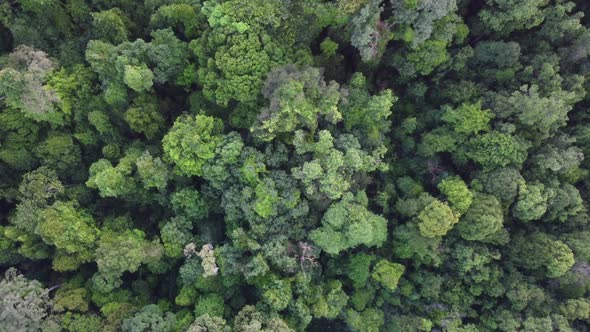 Aerial Drone View Of Green Lush Tropical Forest