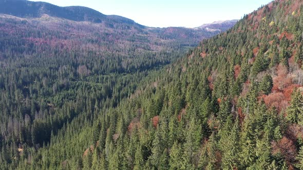 Flying Over the Canopy of Pine Trees, Evergreen Forest. Aerial Drone View