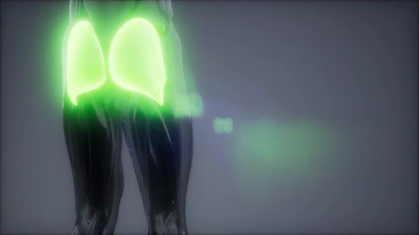 Gluteus Maximus - Leg Muscles Anatomy Animation alt