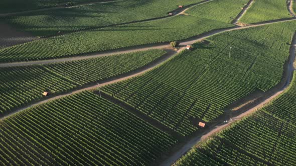 Vineyards plantation