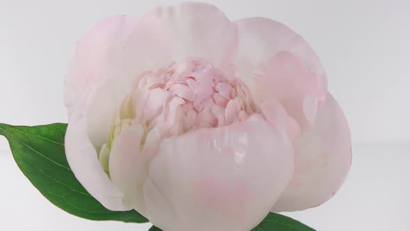 Beautiful Pink Blooming Peony Flower Open on White Background