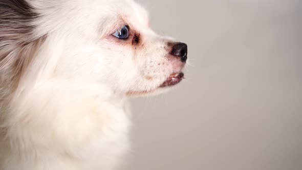 Portrait of a Dog in Profile