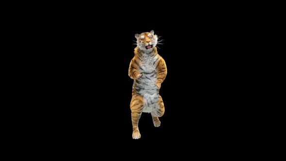 Tiger Dancing HD