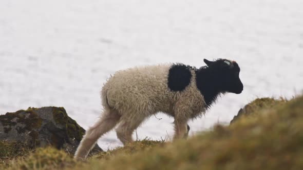 Lamb Walking Along On Grass