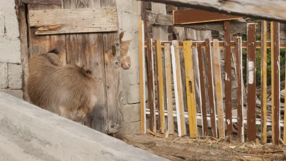 Few domestic animal Capra aegagrus hircus in the barn k 4K 2160p 30fps UltraHD footage - Wooden stal