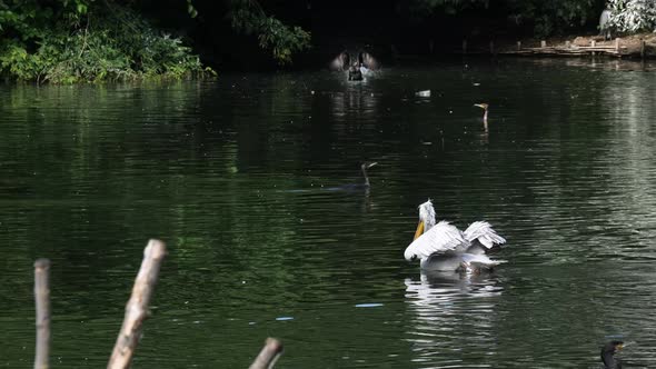 The great white pelican (Pelecanus onocrotalus) and Great Cormorants