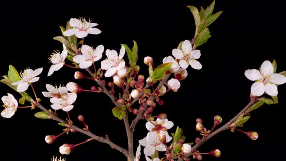 Cherry Blossom. White Flowers Blossoms on the Branches Cherry Tree.