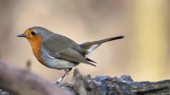 A Small European Robin or Robin Redbreast with an Orange Breast Whitish Belly
