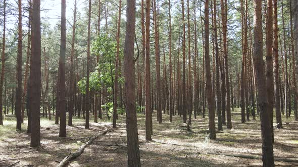 Natural Forest Landscape By Day