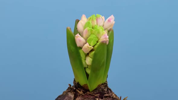 Hyacinth Opening Timelapse on Blue