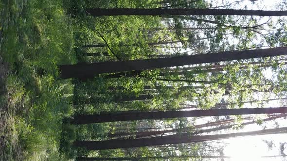 Vertical Video Aerial View Inside a Green Forest with Trees in Summer