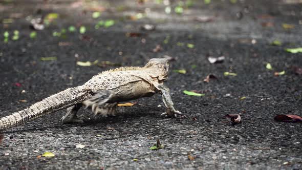 Close up slow motion shot of a green iguana running on a forest floor in Costa Rica