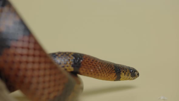 Sinaloan Milk Snake Lampropeltis Triangulum Sinaloae in the Studio on a Beige Background