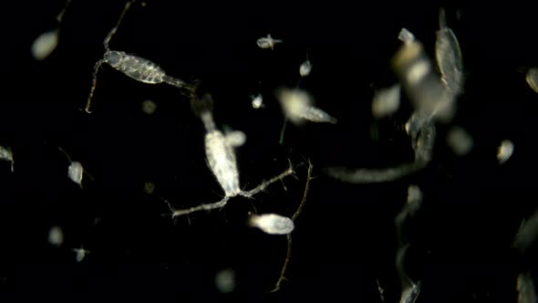 Zooplankton of the Black Sea Under a Microscope. Copepoda Family of Crustaceans From the Order