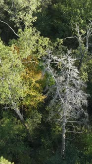 Aerial View of Trees in the Forest