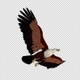 American Eagle - USA Flag - Flying Transition - V - 66