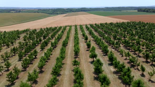 Cherry trees and wheat field aerial