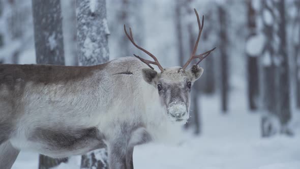 Slowmotion close up of a reindeer looking to a camera and turning head away.