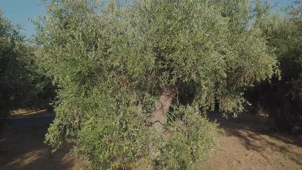 Olive Trees Branches in Cultivation