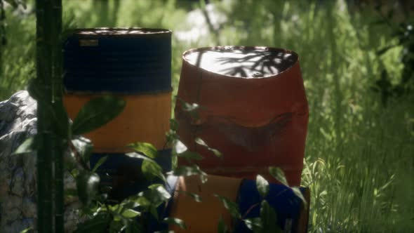 Rusty Barrels in Green Forest