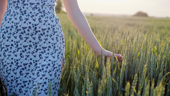 Woman Walking Through a Wheat Field at Sunset Touching Green Ears of Wheat
