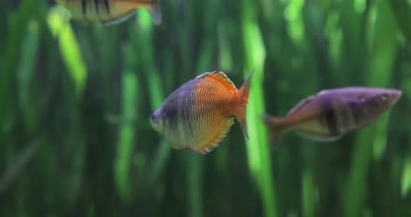 Boesemani Rainbowfish (Melanotaenia Boesemani) Is a Species of Fish in the Family Melanotaeniidae