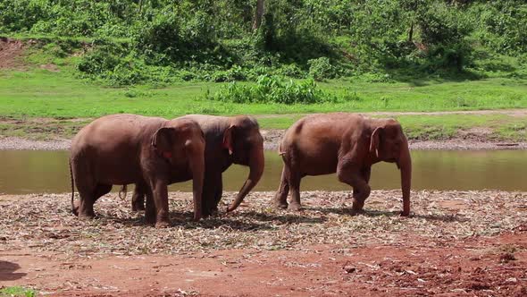 Elephant standing together by a river eating greens.