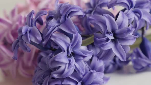 Close-up of Hyacinthus orientalis spring bulbs  4K 2160p 30fps UltraHD footage - Mixed colors fragra