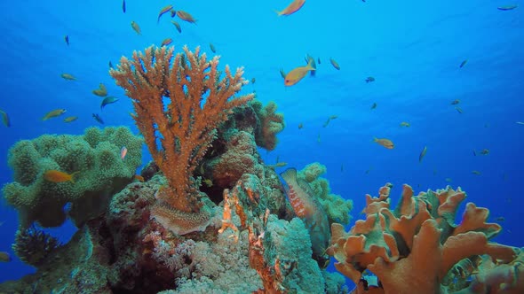 Coral Garden Underwater Life