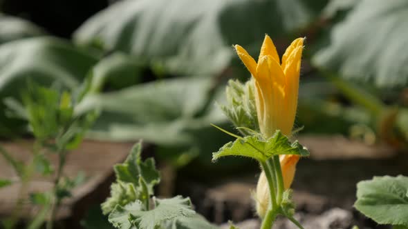 Cucurbita pepo yellow flower and the bee 4K 2160p 30fps UltraHD footage - Garden pumpkin  squash pla