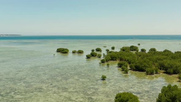 Mangrove Forest on a Coral Reef Philippines Palawan