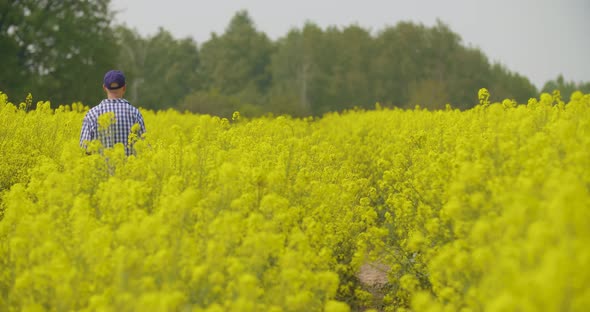 Canola Field or Rapeseed Field Agriculture