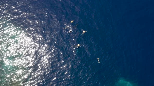 Group of scuba divers with yellow buoys swims in sea,overhead aerial.