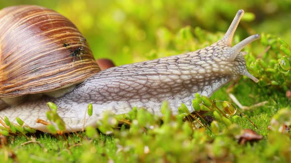 A snail creeps on moss.