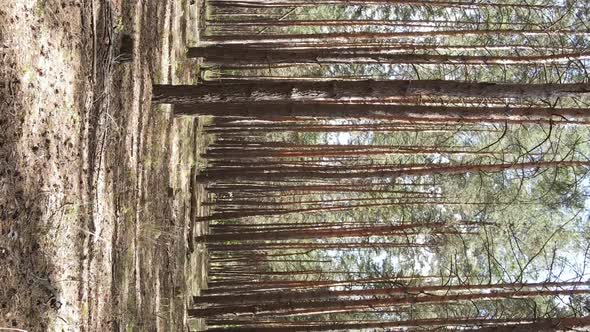 Vertical Video of a Wild Pine Forest Slow Motion