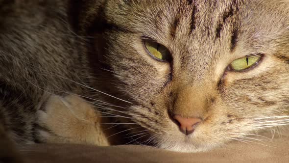 Close Up Of A Sleepy Tabby Cat