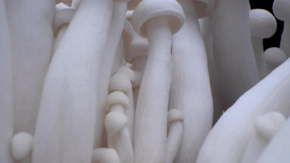 Macro Shot of Champignons Stand in a Row of Mushrooms