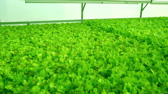 Grow Lettuce Closeup in the Greenhouse