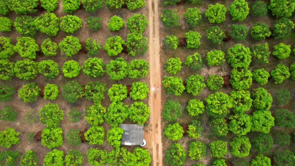 4K Aerial view over a farmer's garden in the countryside, Thailand