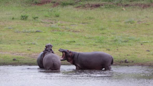 Behaviour: Three young hippos in African pond play for dominance