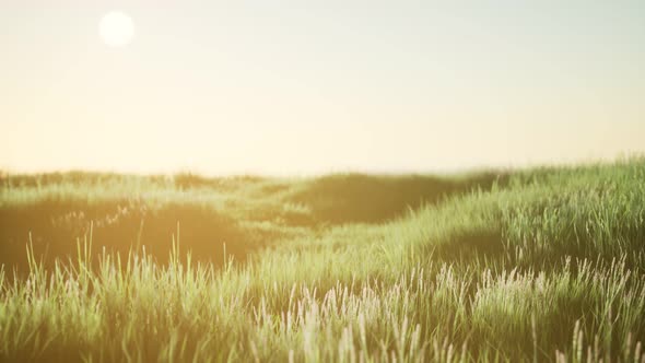 Green Field at Sunrise with Blue Sky