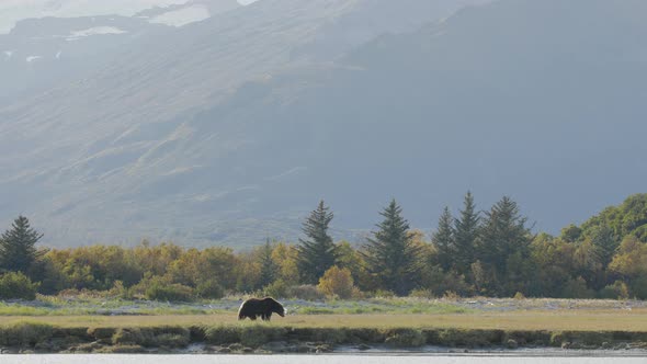 Wide Shot of Grizzly Bear Walking Along Stream With Mountain Background