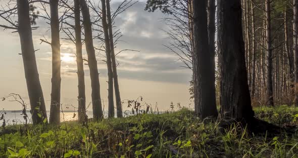 Wild Forest Lake Timelapse at the Summer Time. Wild Nature and Rural Meadow. Green Forest of Pine